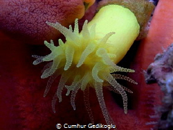Leptopsammia pruvoti
SUNSET CUP CORAL by Cumhur Gedikoglu 